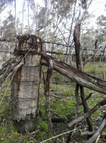 Ancient Fence Posts Australia